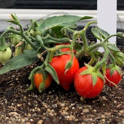 space tomatoes